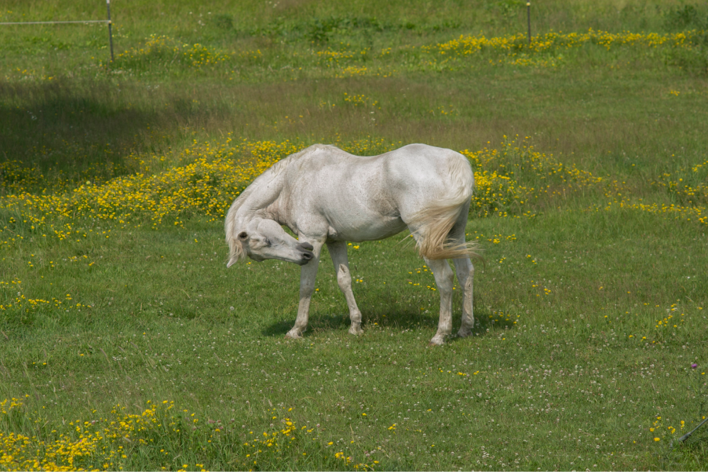 White-Horse